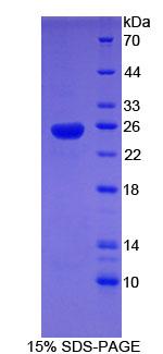 Figure 1. SDS-PAGE