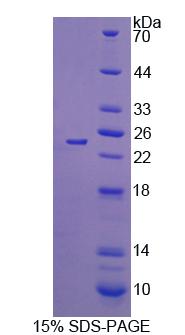 Figure 1. SDS-PAGE