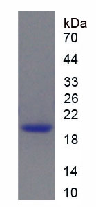 Figure 1. SDS-PAGE