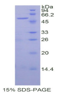 Figure 1. SDS-PAGE