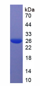 Figure 1. SDS-PAGE
