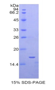 Figure 1. SDS-PAGE