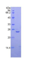 Figure 2. SDS-PAGE