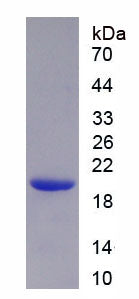 Figure 1. SDS-PAGE