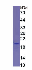Figure 1. SDS-PAGE