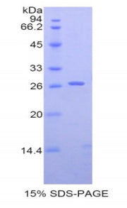 Figure 1. SDS-PAGE