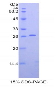 Figure 1. SDS-PAGE