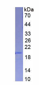 Figure 1. SDS-PAGE