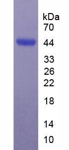 Figure 2. SDS-PAGE