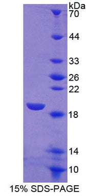 Figure 1. SDS-PAGE