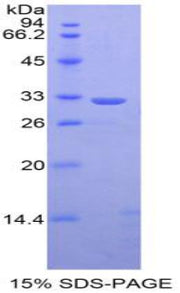Figure 1. SDS-PAGE