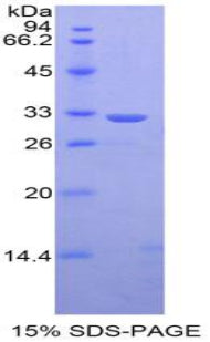 Figure 1. SDS-PAGE
