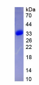 Figure 1. SDS-PAGE