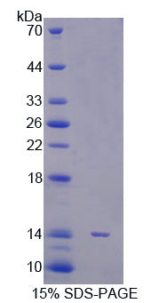 Figure 1. SDS-PAGE