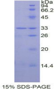Figure 1. SDS-PAGE