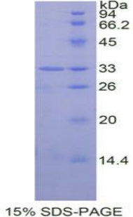 Figure 1. SDS-PAGE