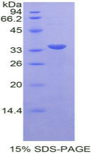 Figure 1. SDS-PAGE
