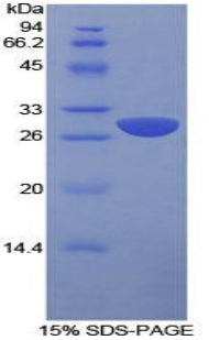 Figure 1. SDS-PAGE