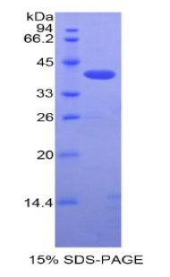Figure 1. SDS-PAGE