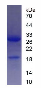 Figure 1. SDS-PAGE