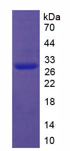 Figure 1. SDS-PAGE