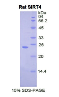 Figure 1. SDS-PAGE