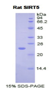 Figure 1. SDS-PAGE