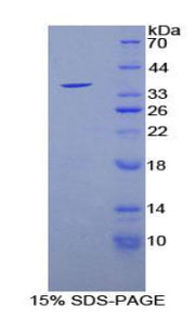 Figure 1. SDS-PAGE