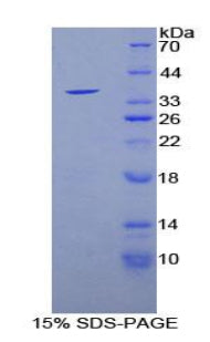 Figure 1. SDS-PAGE