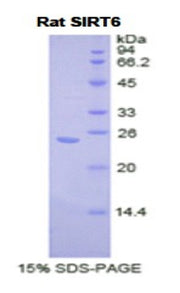 Figure 1. SDS-PAGE