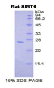Figure 1. SDS-PAGE