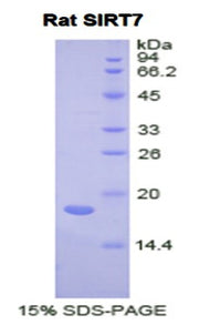 Figure 1. SDS-PAGE