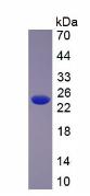 Figure 2. SDS-PAGE
