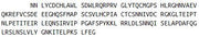 Recombinant Slit Homolog 2 (Slit2), RPU43842