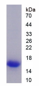 Figure 1. SDS-PAGE