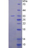 Figure 2. SDS-PAGE