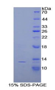 Figure 1. SDS-PAGE