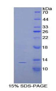 Figure 1. SDS-PAGE