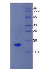 Figure 2. SDS-PAGE