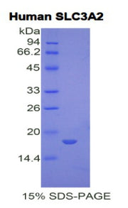 Figure 1. SDS-PAGE