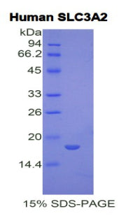 Figure 1. SDS-PAGE
