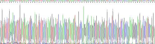 Recombinant Human Solute Carrier Family 30 Member 8 (SLC30A8)