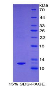 Figure 1. SDS-PAGE