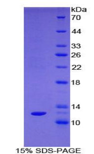Figure 1. SDS-PAGE