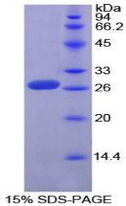 Figure 1. SDS-PAGE