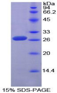 Figure 1. SDS-PAGE