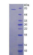 Figure 2. SDS-PAGE