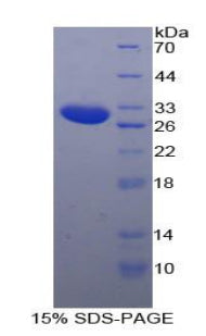 Figure 1. SDS-PAGE