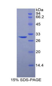 Figure 1. SDS-PAGE