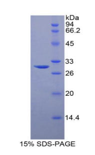 Figure 1. SDS-PAGE